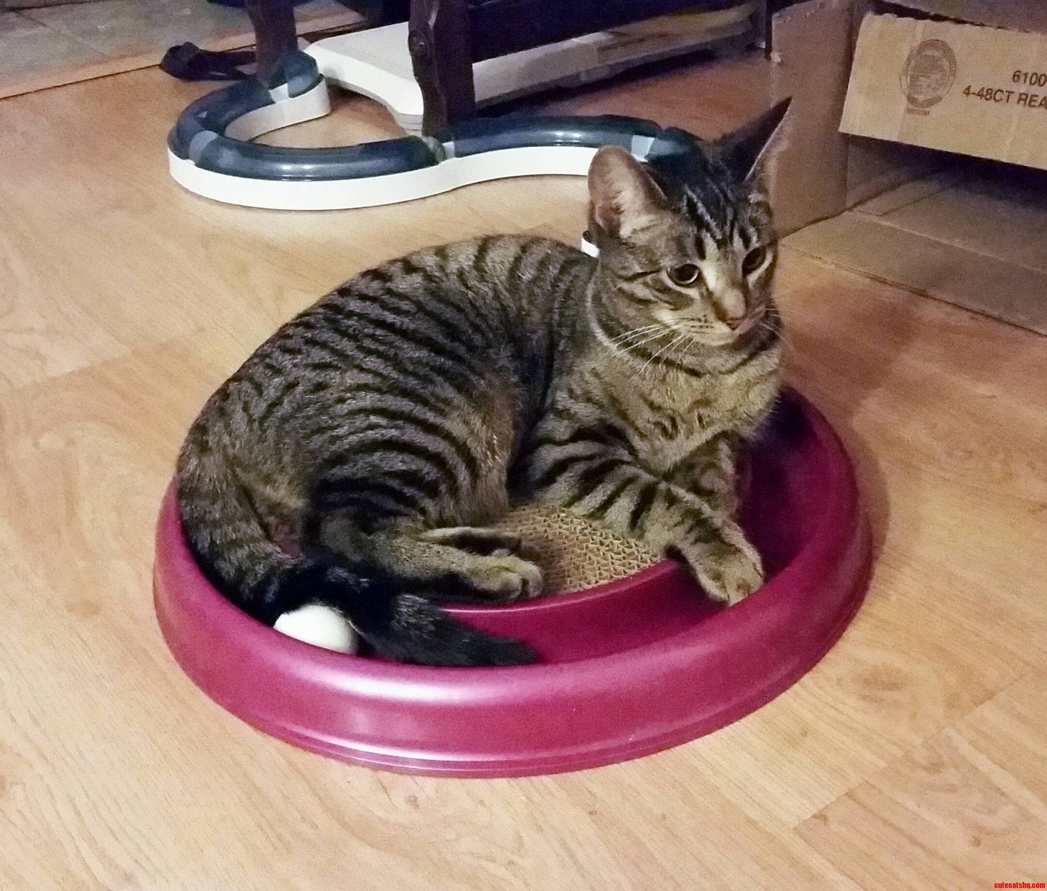 Sitting Pretty on Her Toy.