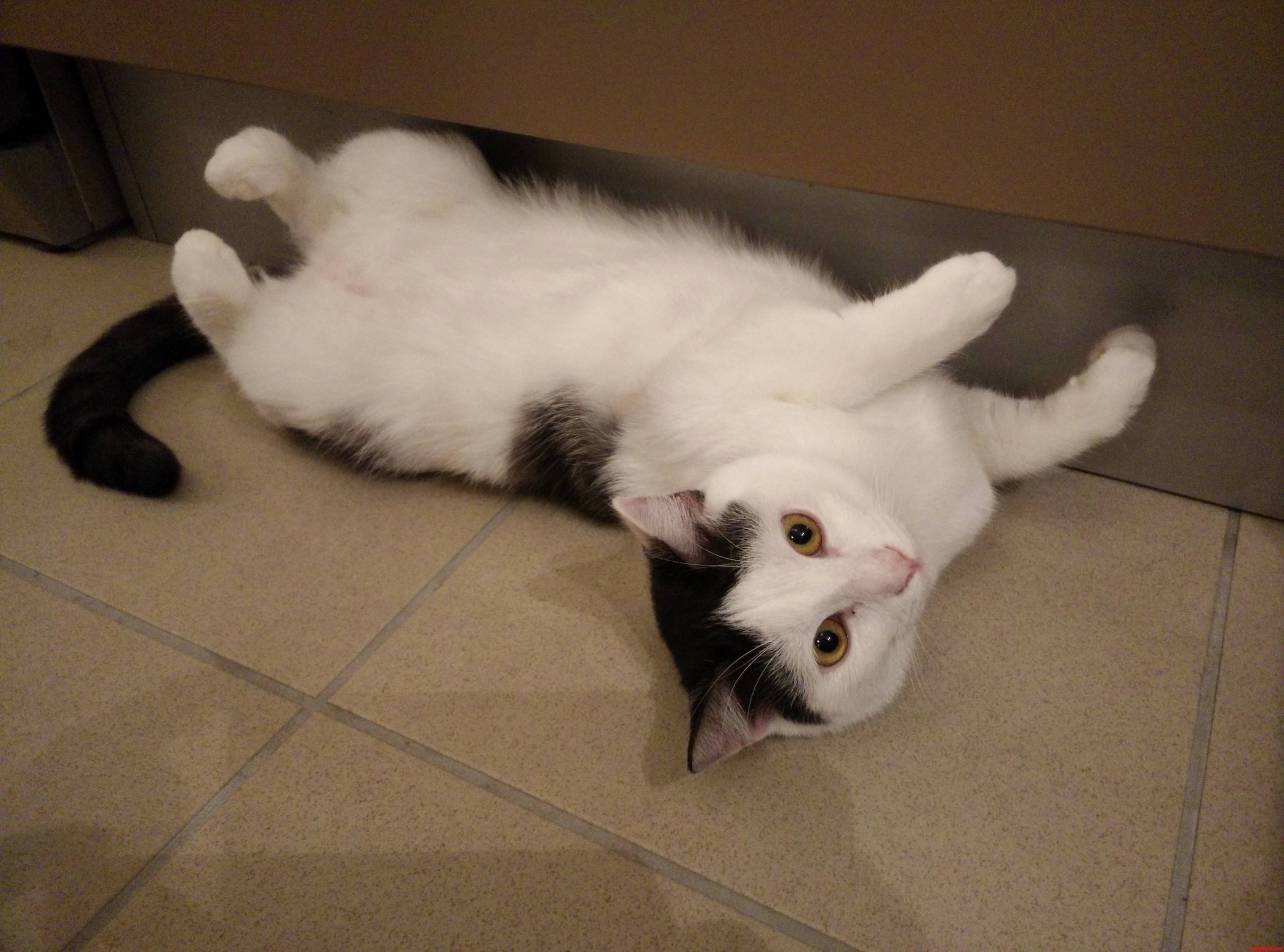 Sometimes My Cat Likes Laying Against the Wall and Watch You