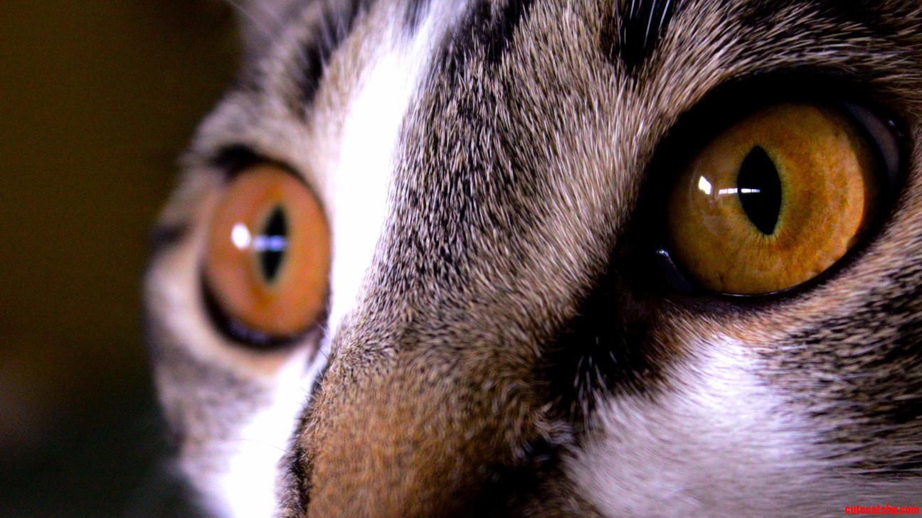 Sophies Eyes