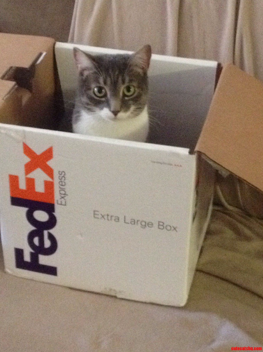 Special Delivery - a Box Full of Cute