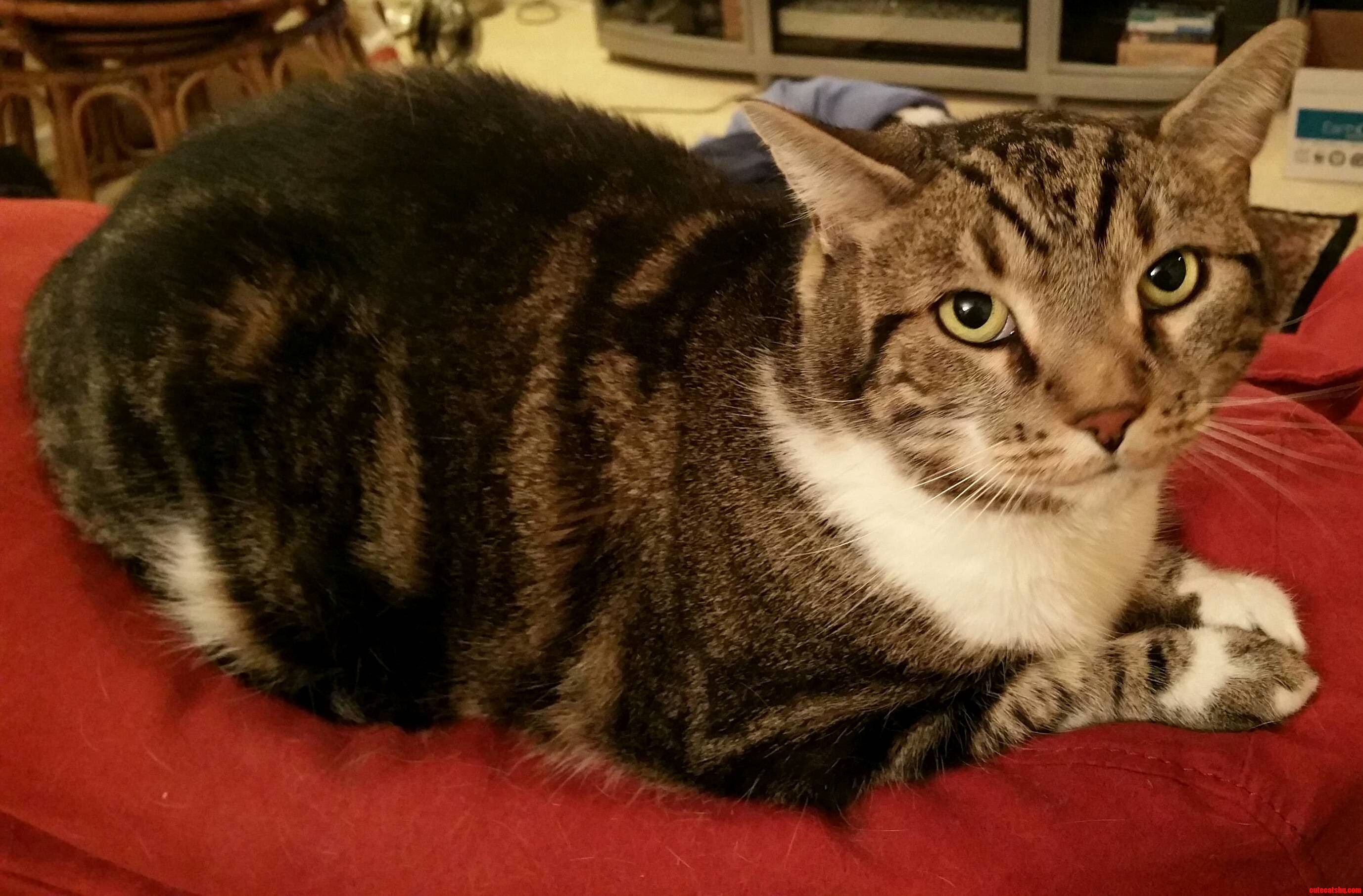 Testing Out My New Phone Camera. What Better Subject Than the Handsome Steven