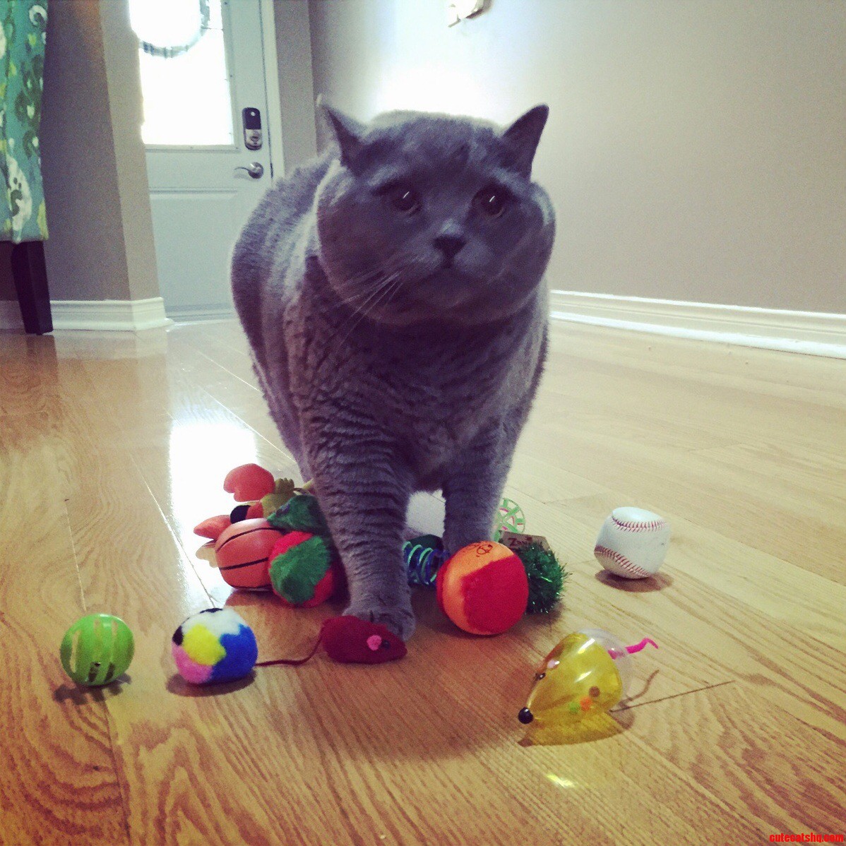 The Cat Has Been Overstimulated.