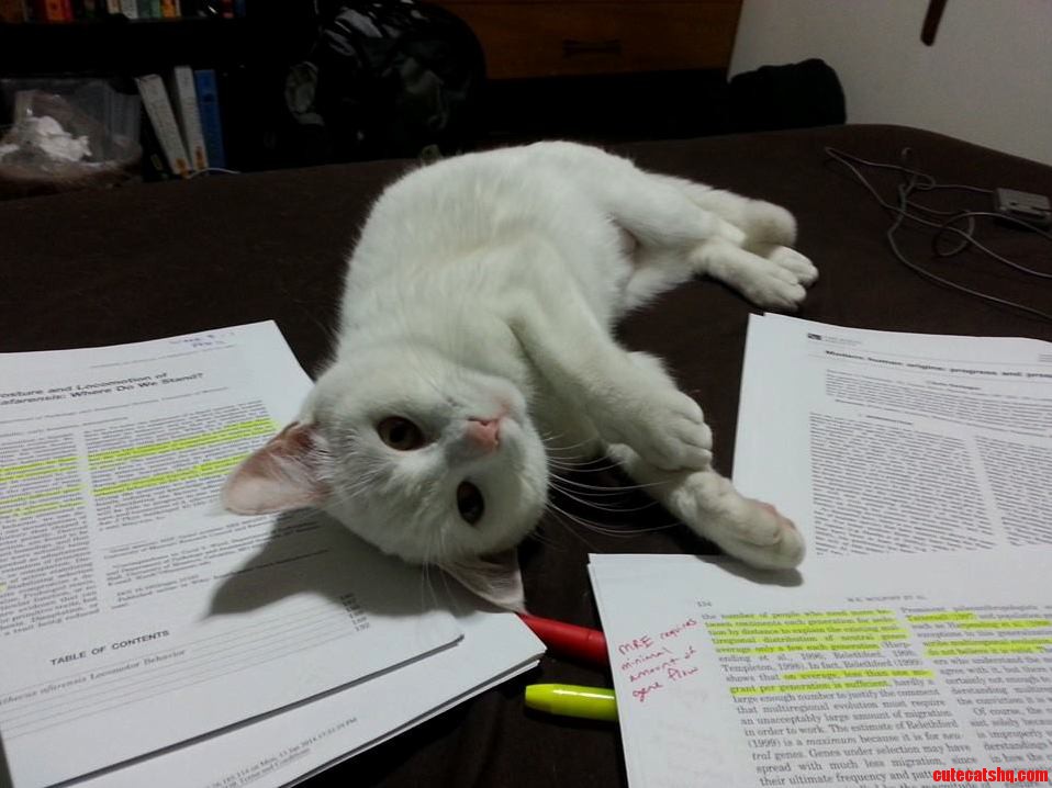 The I Cant Believe Youre Studying and Not Playing with Me Instead Look.