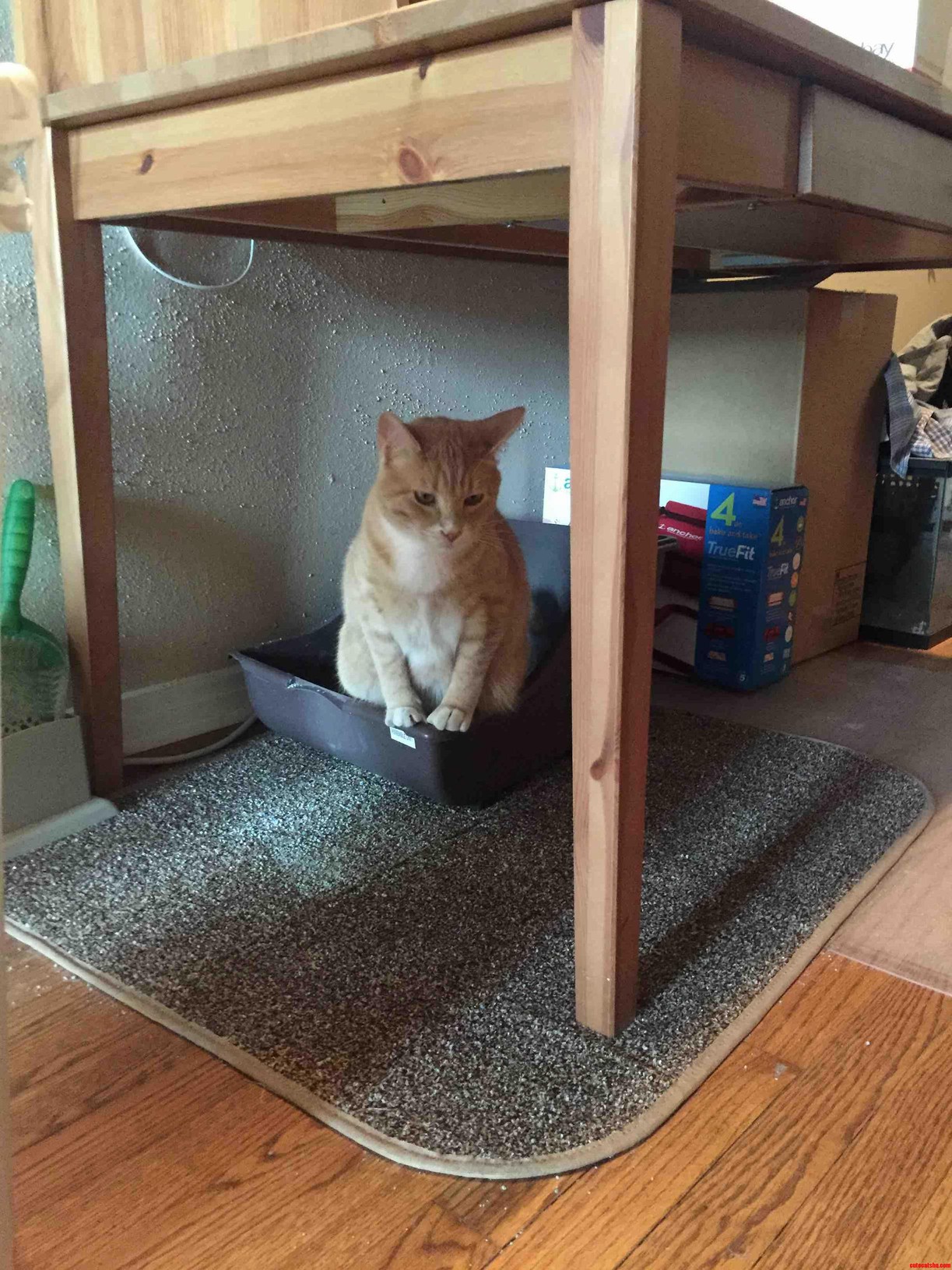 This Is How He Always Pees