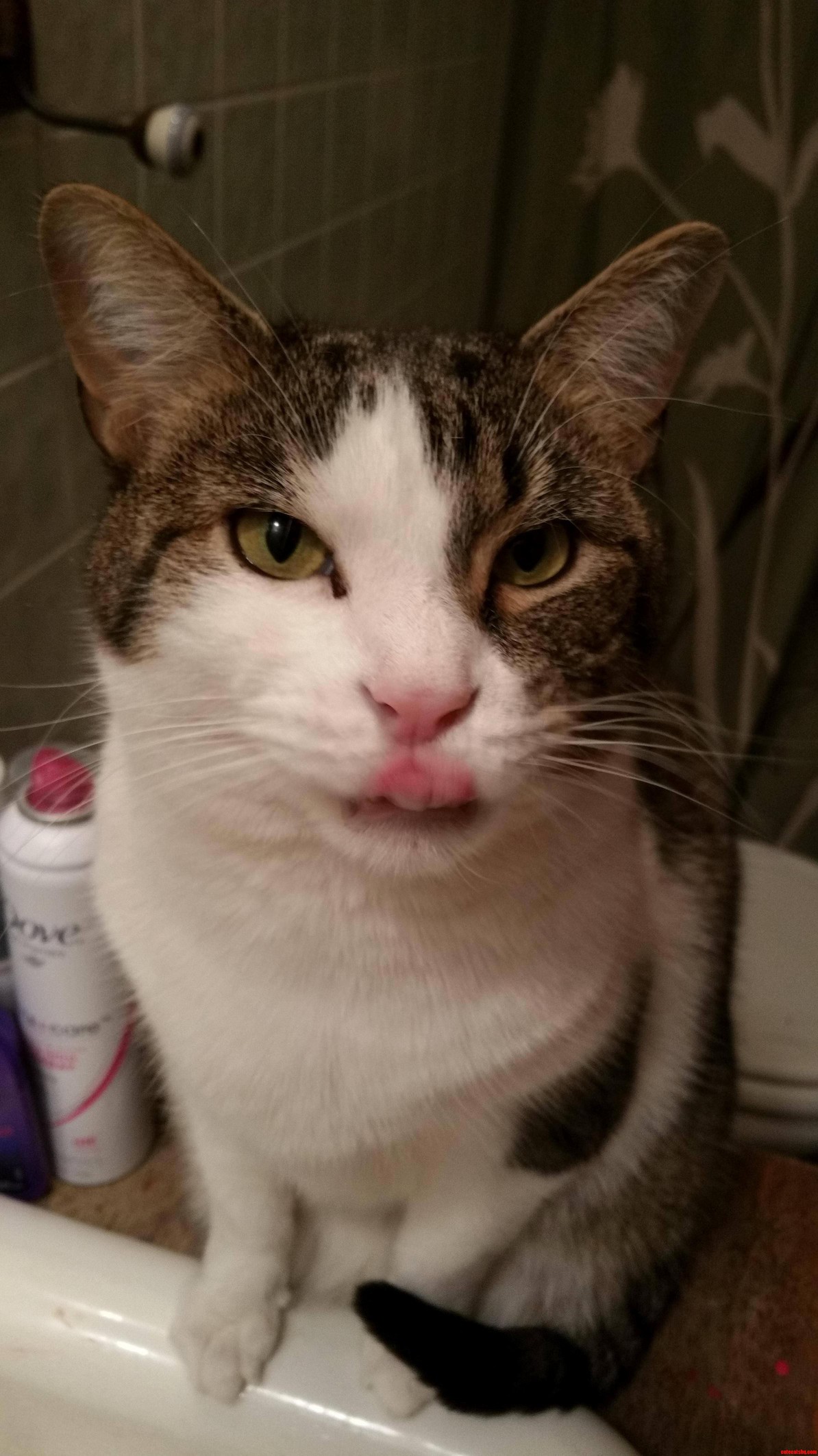 This Is My Cat Chareman Meow. He Only Drinks from the Bathroom Faucet.