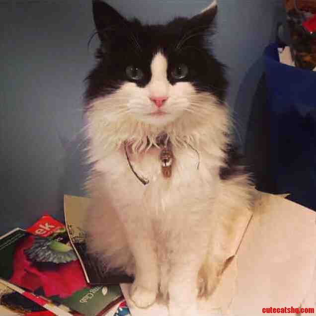 This Is My Friends Rescue Cat Her Name Is Tilly