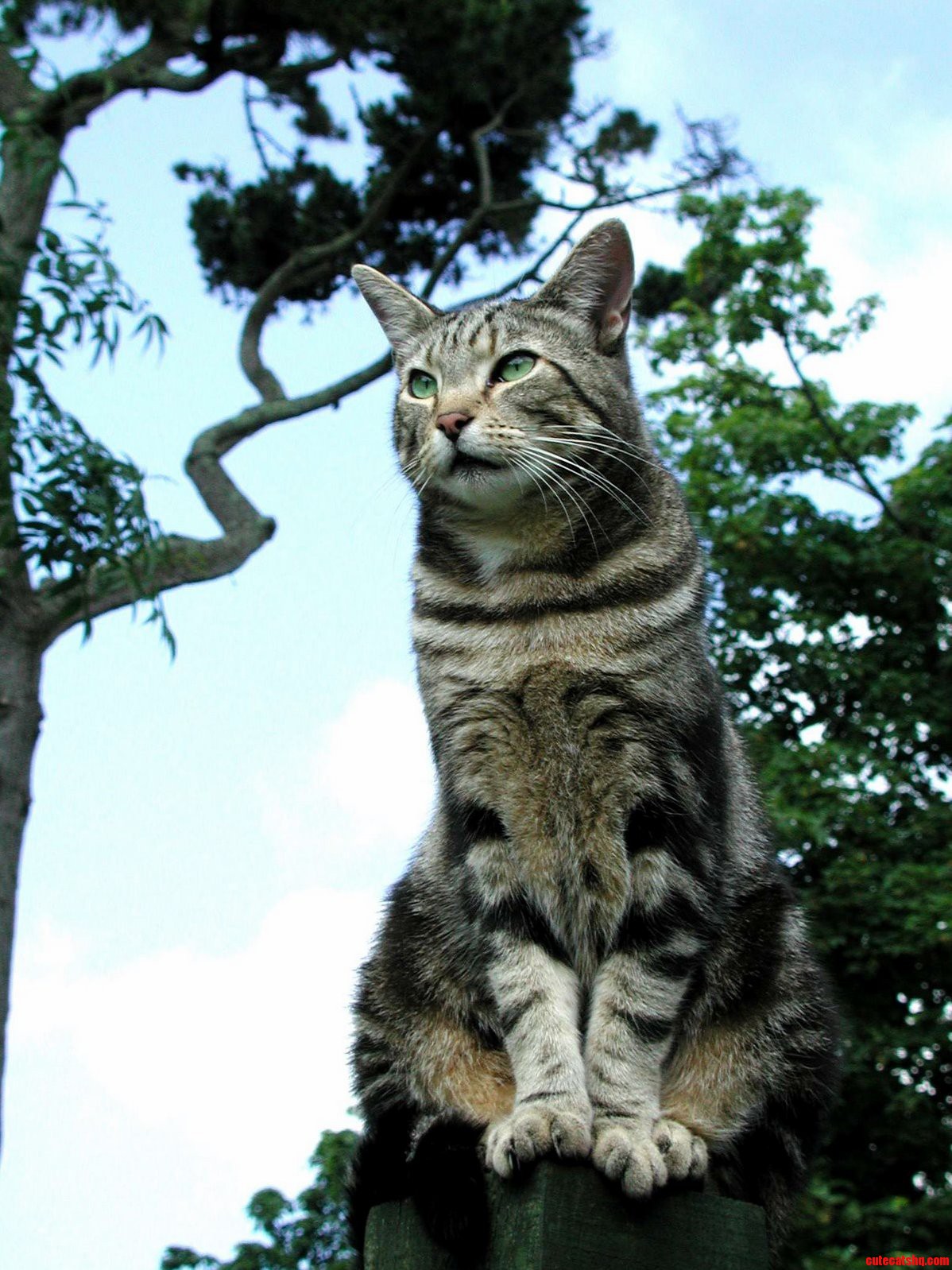 Tom on a Post