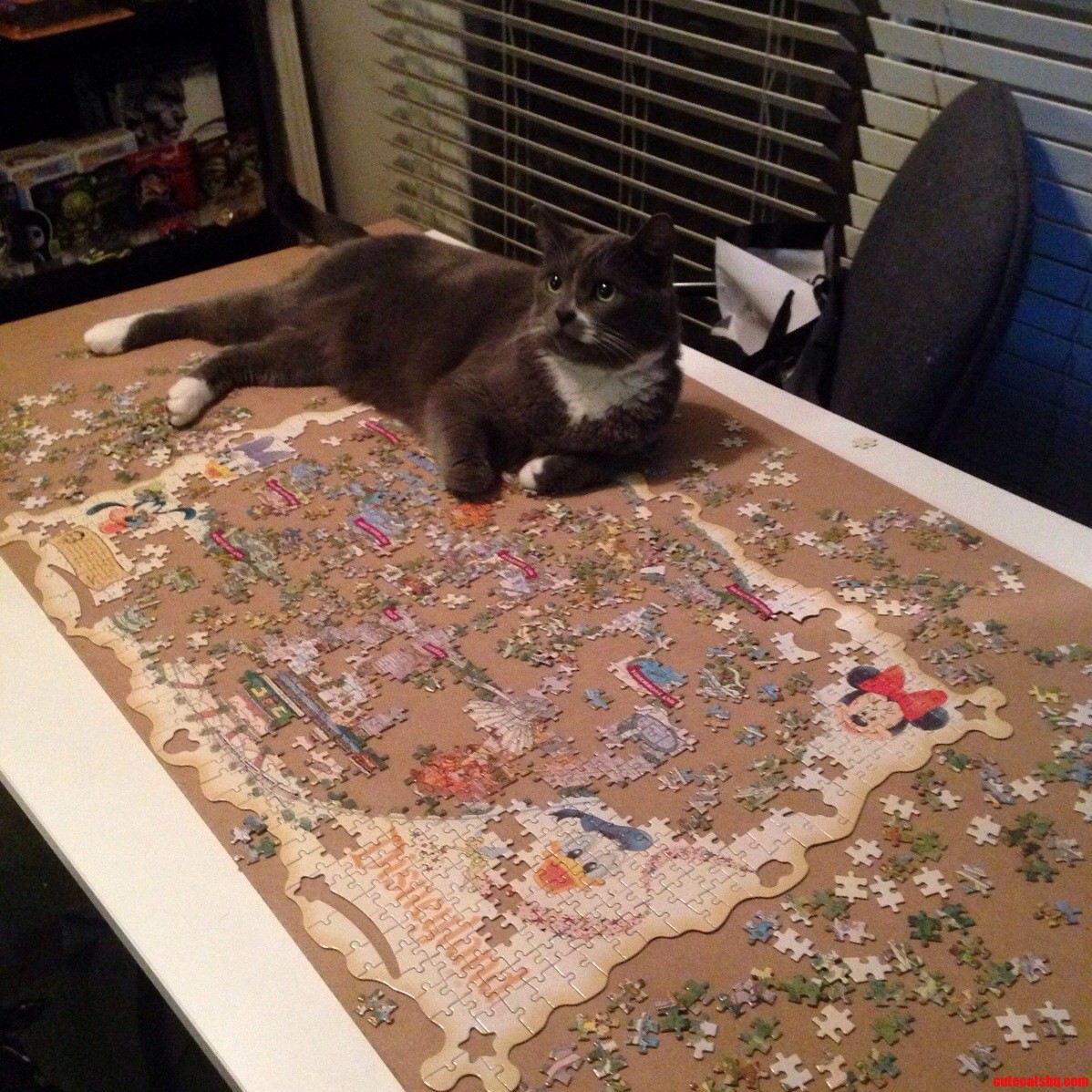 Unwanted Cat Trap