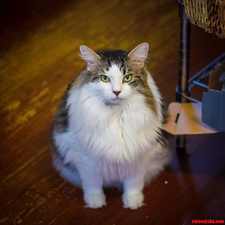 We Think Arnold Might Be Part Norwegian Forest Cat.