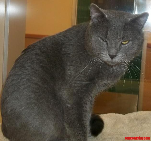 Whadda Youuu Lookin at - Drunk Cat
