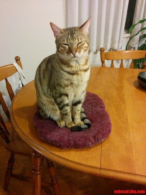 What Are Your Cats Favourite Toys