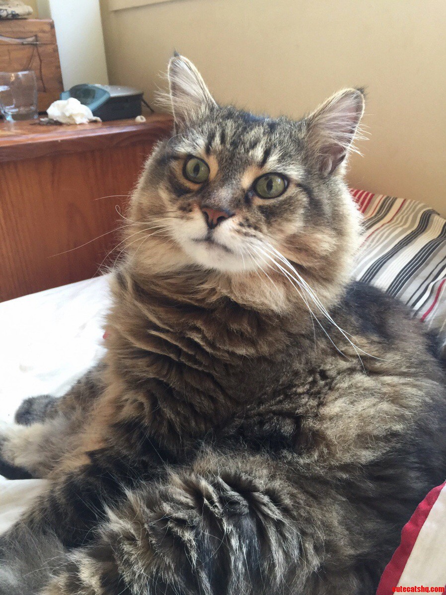 What Do U Mean a New Kitten