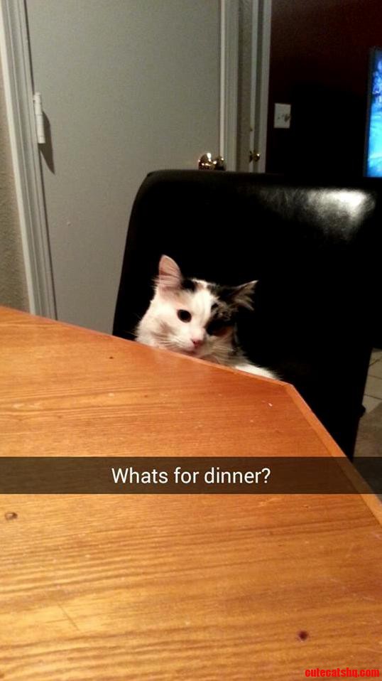 Zelda Likes to Sit at the Table W Me While I Eat