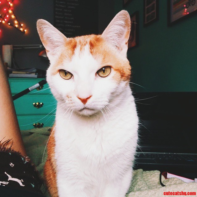 15 Years and Still Goin Strong with This Handsome Fellow.
