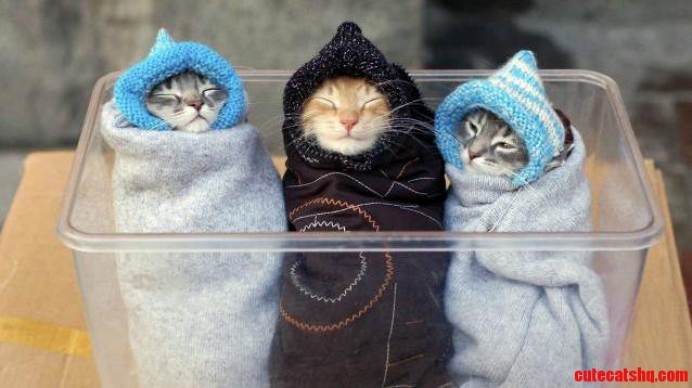 3 More Purritos to Go...
