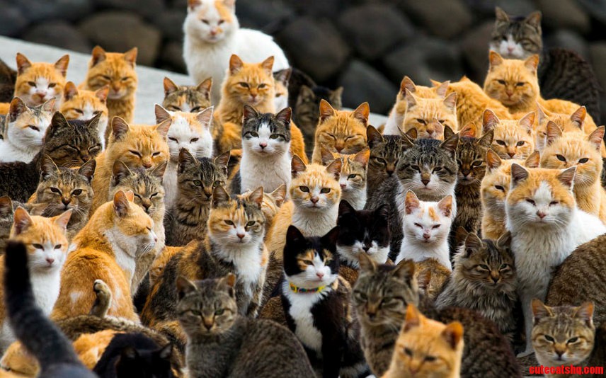 A Crowd of Cats on Aoshima Island Japan.