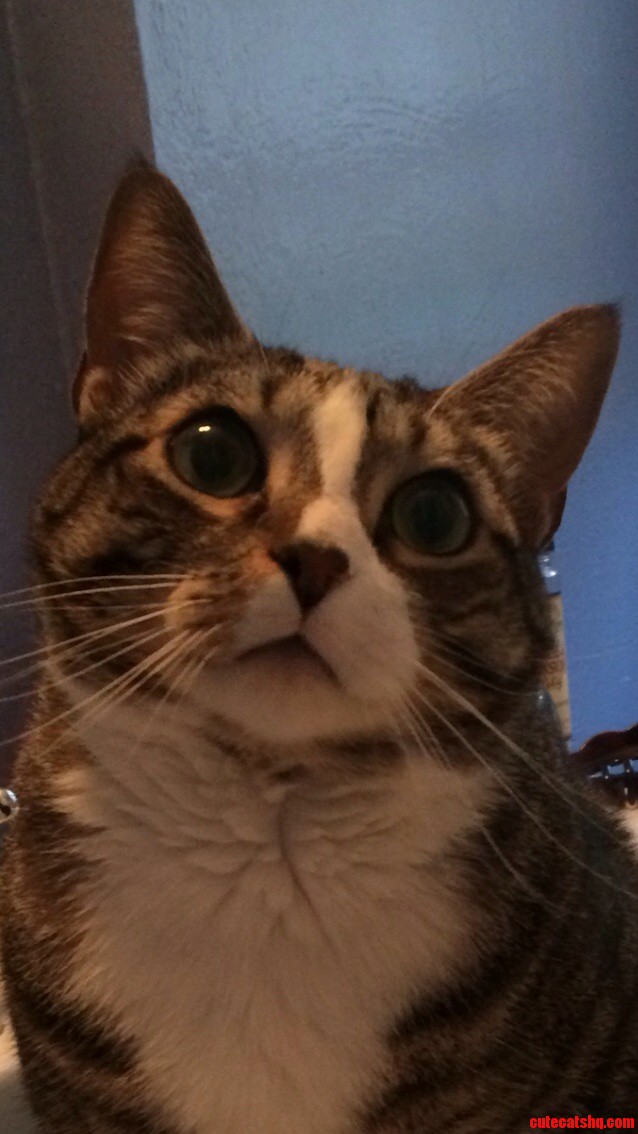 A Very Derpy Bella