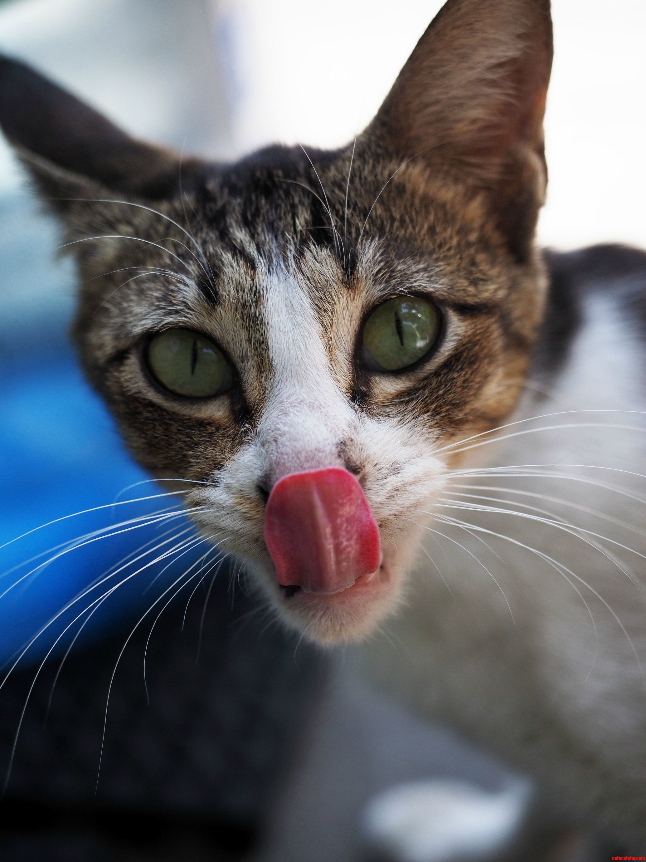 According to a 2013 Survey 85 of Cat Owners Can Also Lick Their Own Nose.