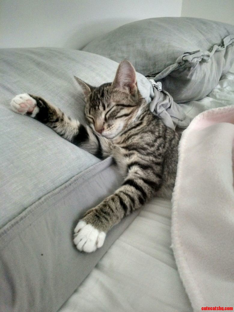 Adopted a Kitten Yesterday. She Quickly Found the Bed.