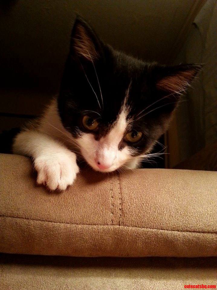 Adopted This Little Lady Yesterday. Meet Pandora