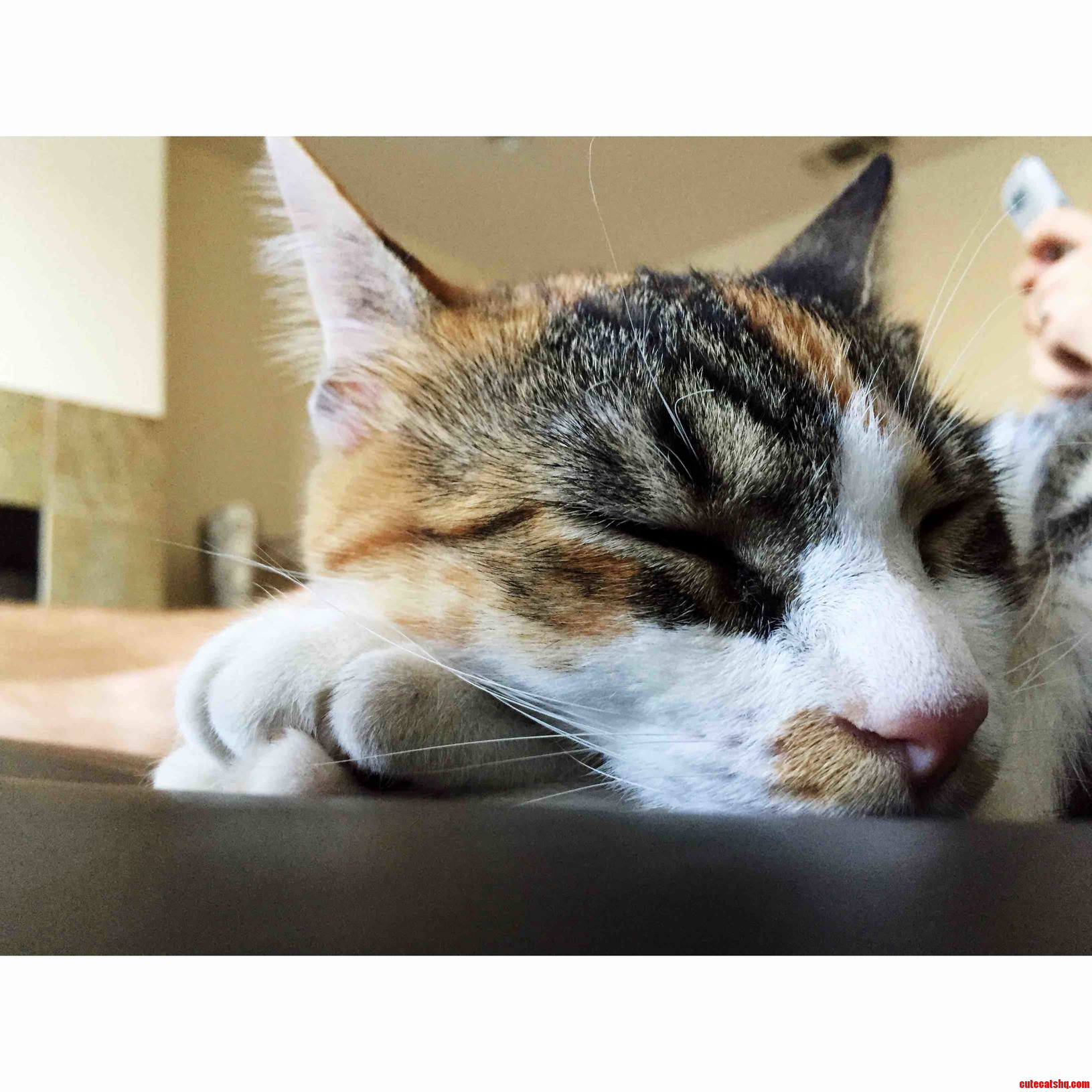 Afternoon Nap