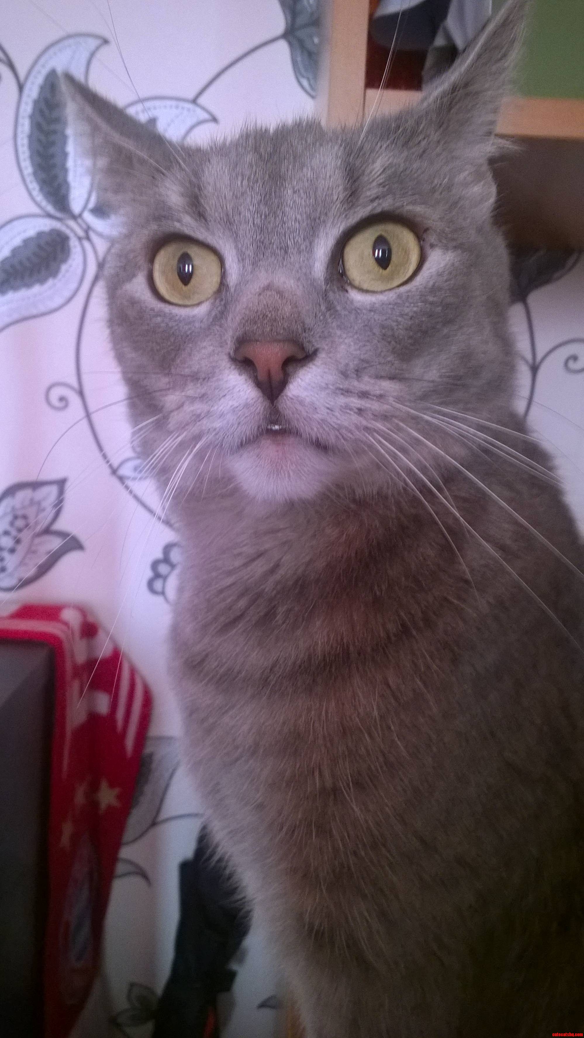 Alfi