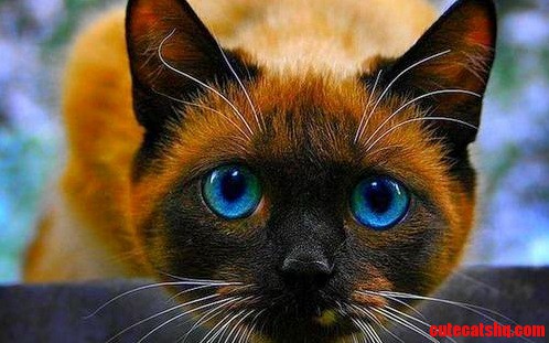 Another Beauty - Adorable Eyes