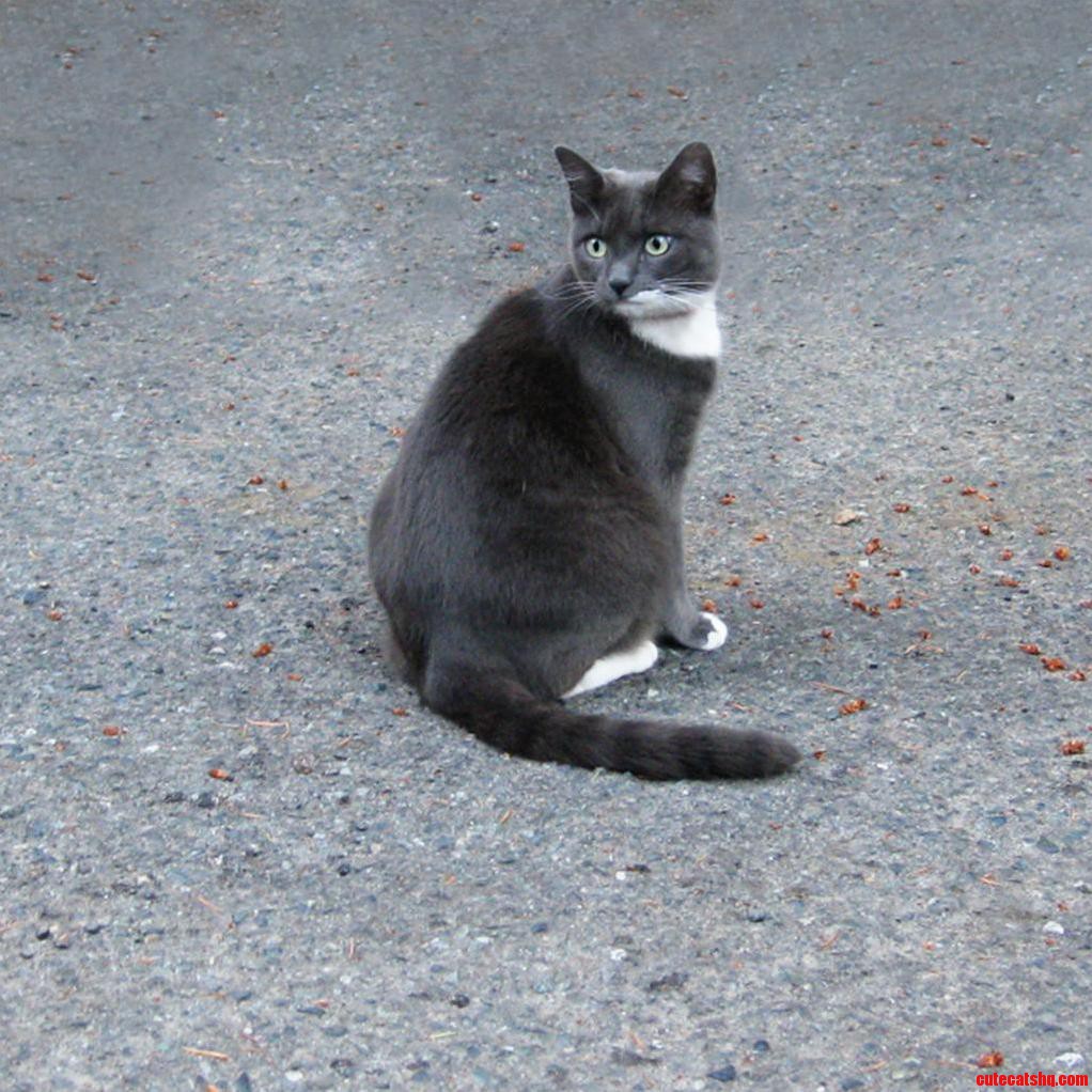 Any Idea What Breedtype My Cat Is