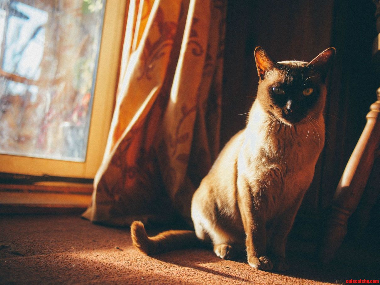 Aphra. the Last Descendent of Our Lineage of Burmese. Shes 4 Today.