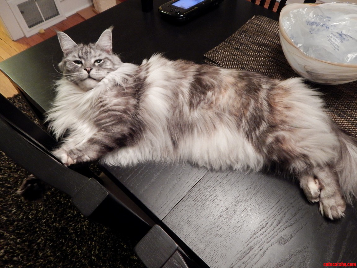 Ari Basking in All Her Fluffy Glory