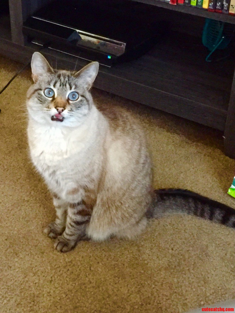 Artichoke Wants a Treat