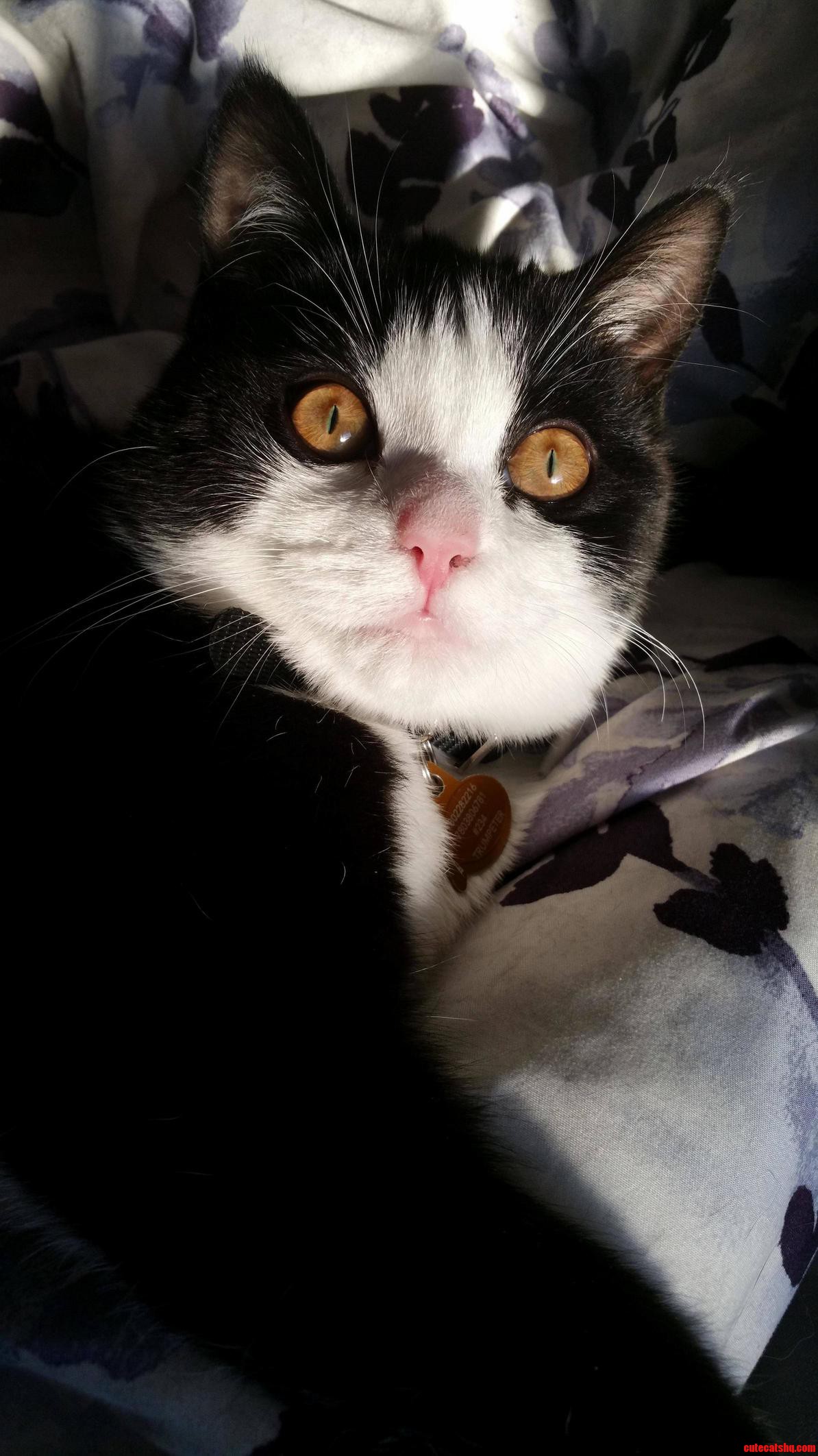 Beautiful Orange Eyes