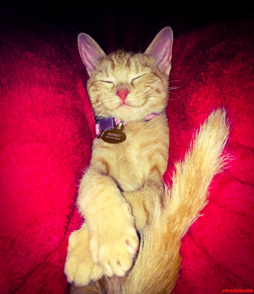 Between the Knees Kitten Kuddles ...and a Smile