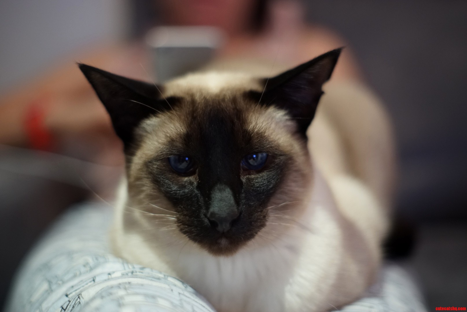 Bought Some Cheap Old Lenses to Try on My Camera and Tested It on My Siamese.