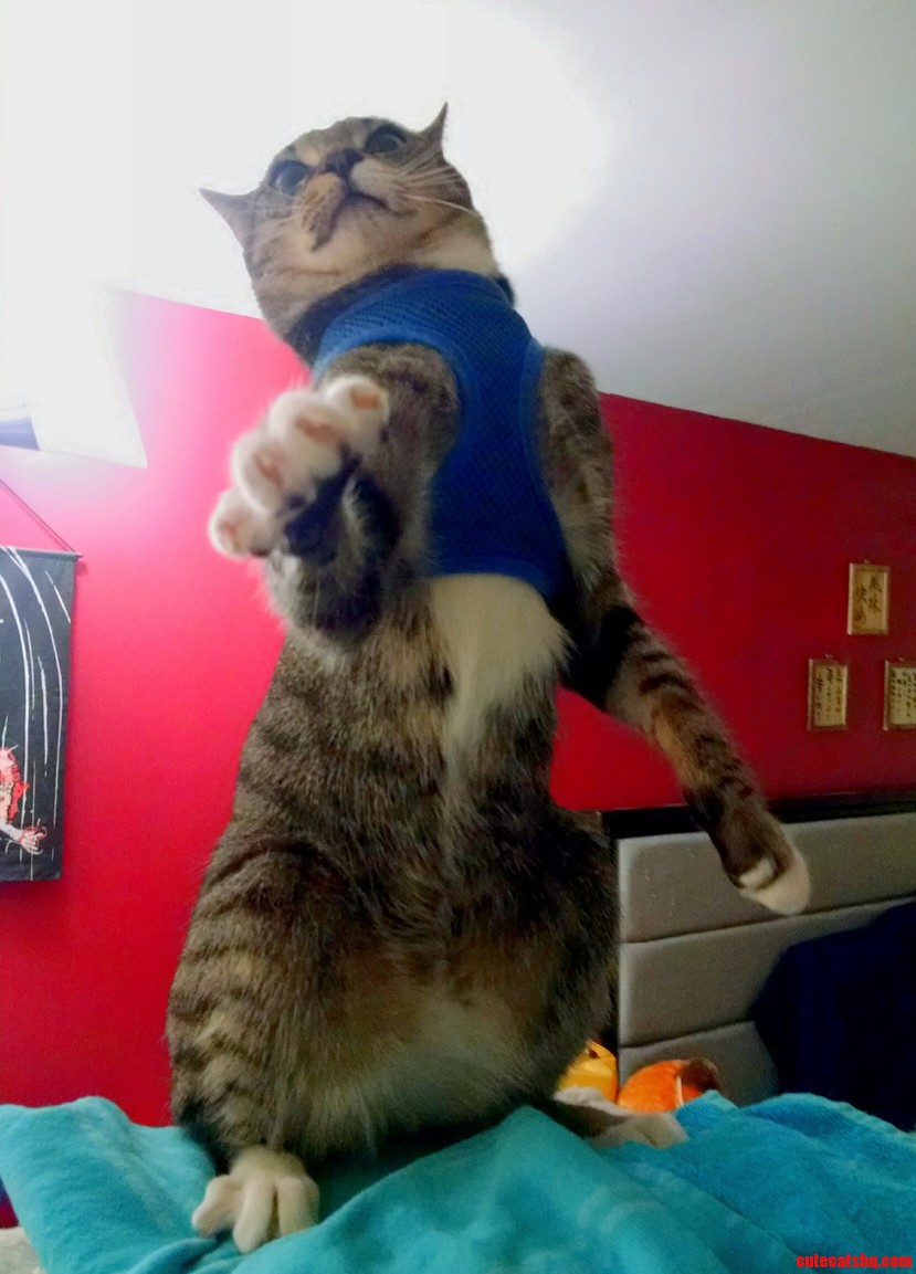 Bow to Me