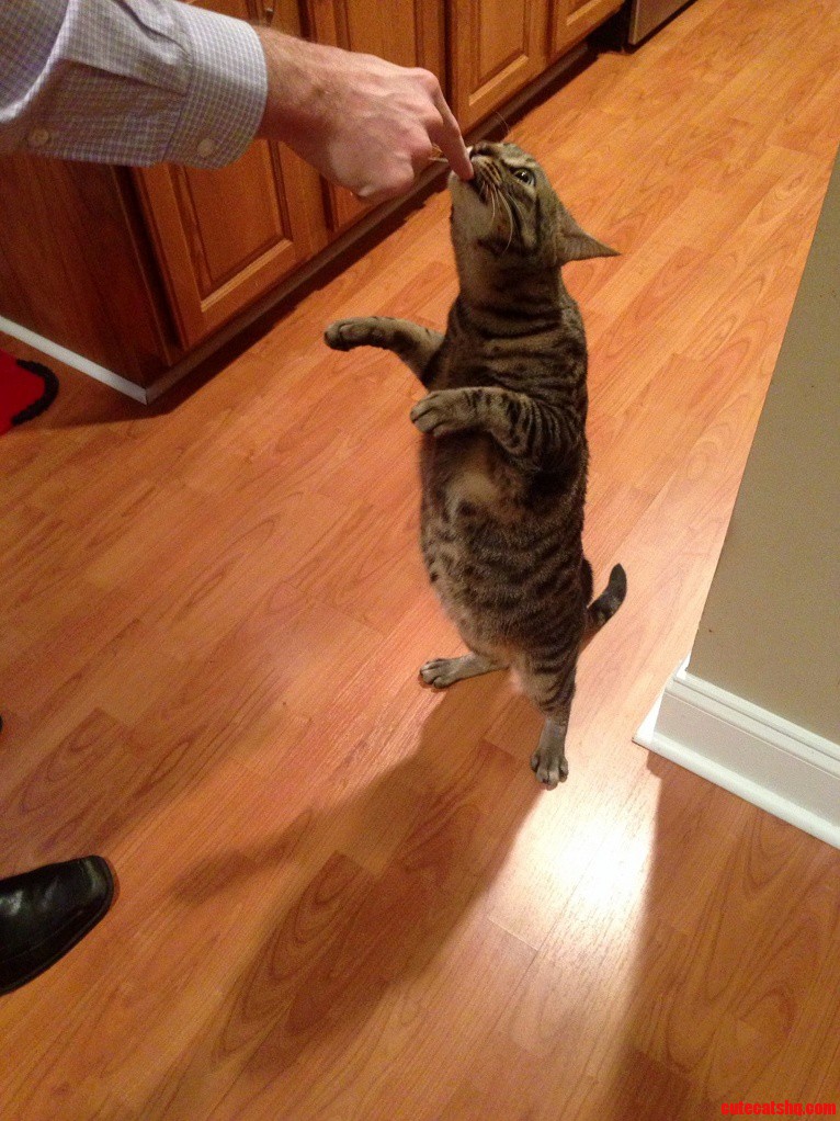 Boyfriends Cat Really Like Yogurt.
