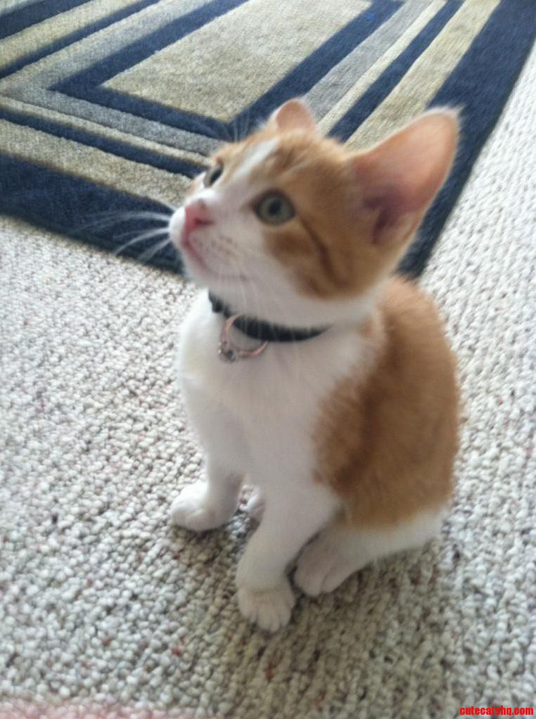 Can You Imagine That This Little Cat Helped a Guy Propose to His Girlfriend