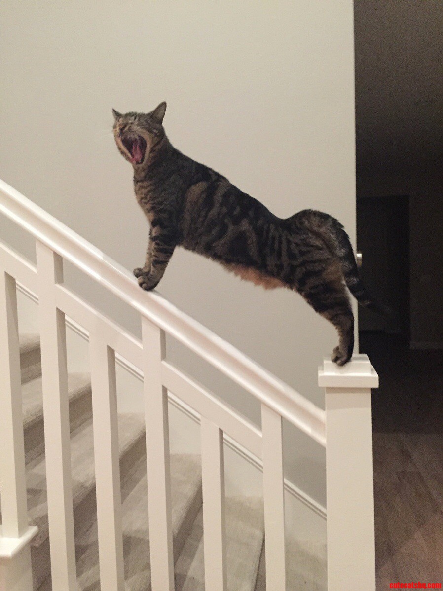 Cat Rawr