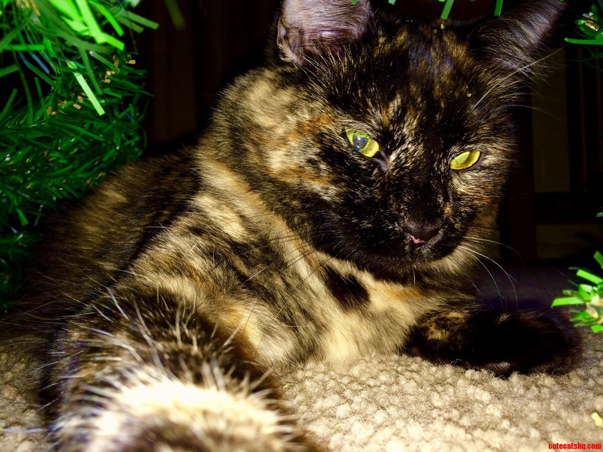 Cat Selfie