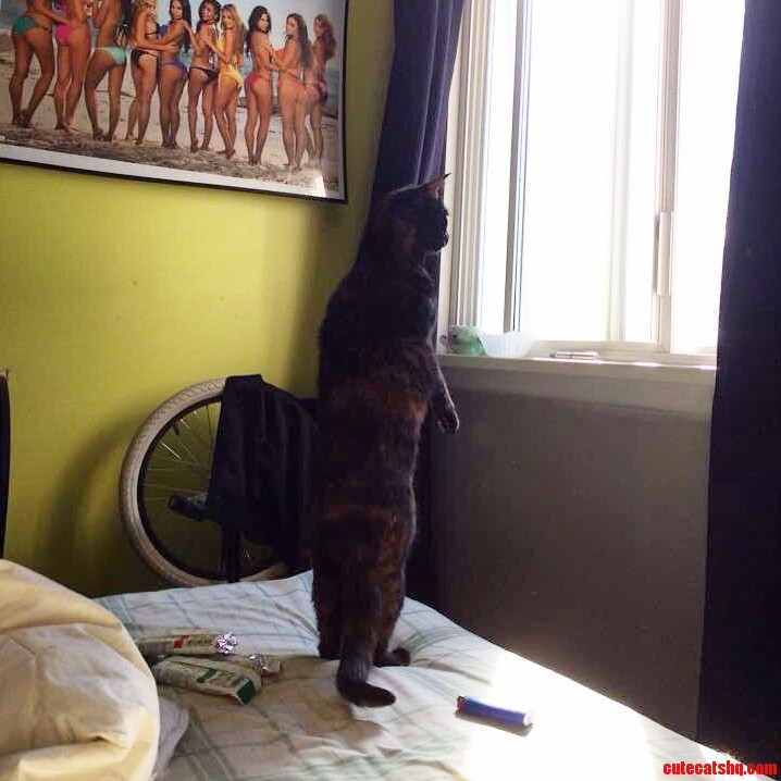 Cat Standing Up
