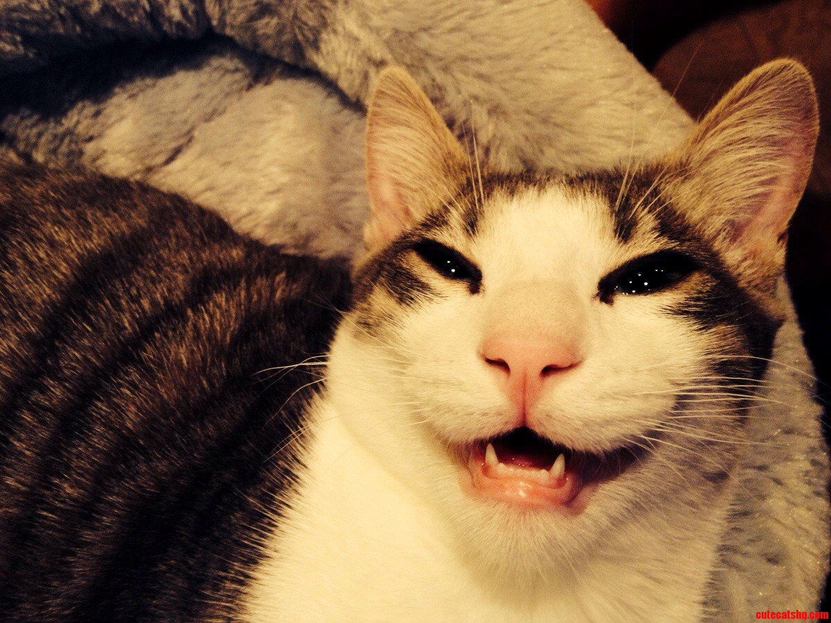 Catnip for Me