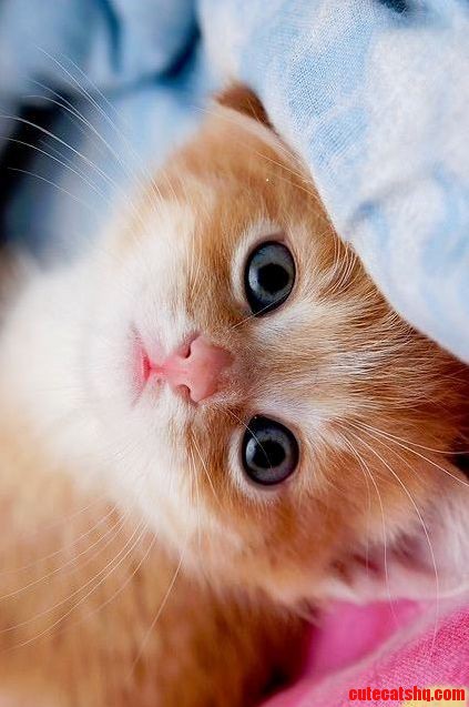 Catsbook.co