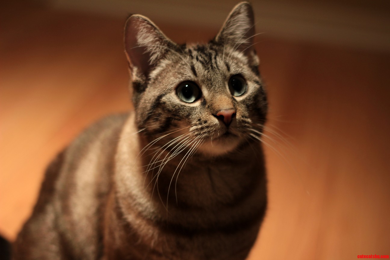 Caught My Cat Looking Rather Photogenic