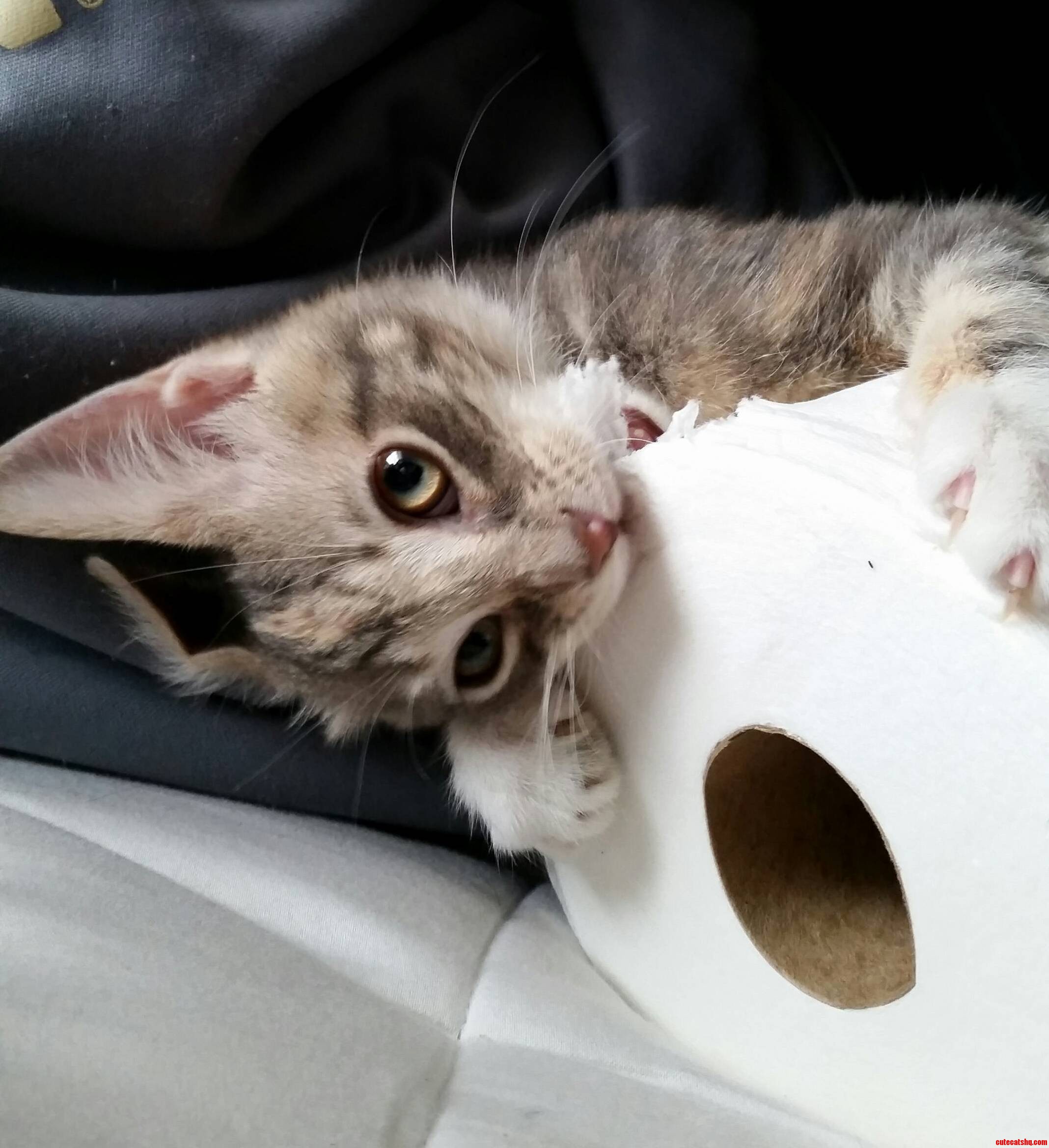 Caught My Kitten at the Perfect Moment