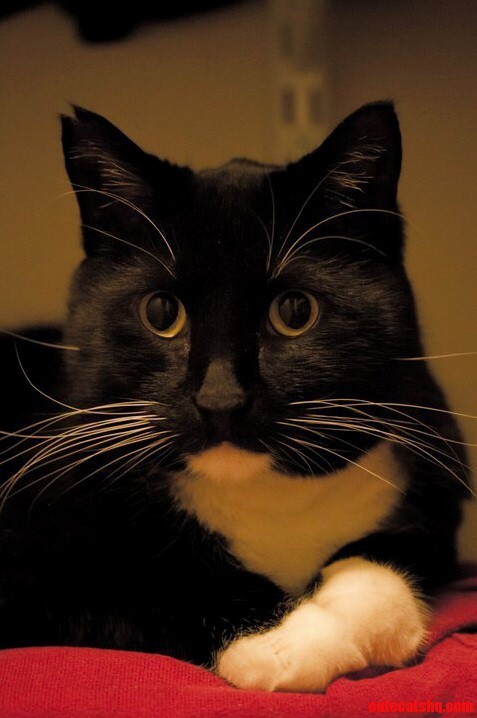 Chairman Meow.