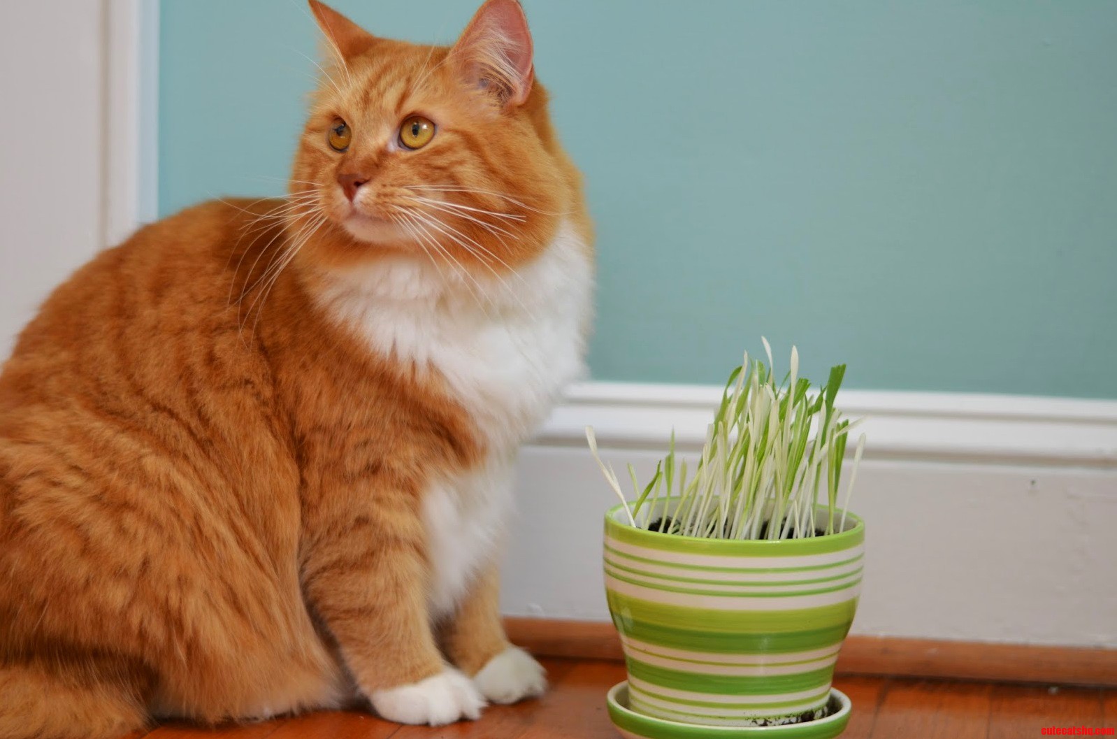 Chesters Not So Sure About the New Pot of Cat Grass.