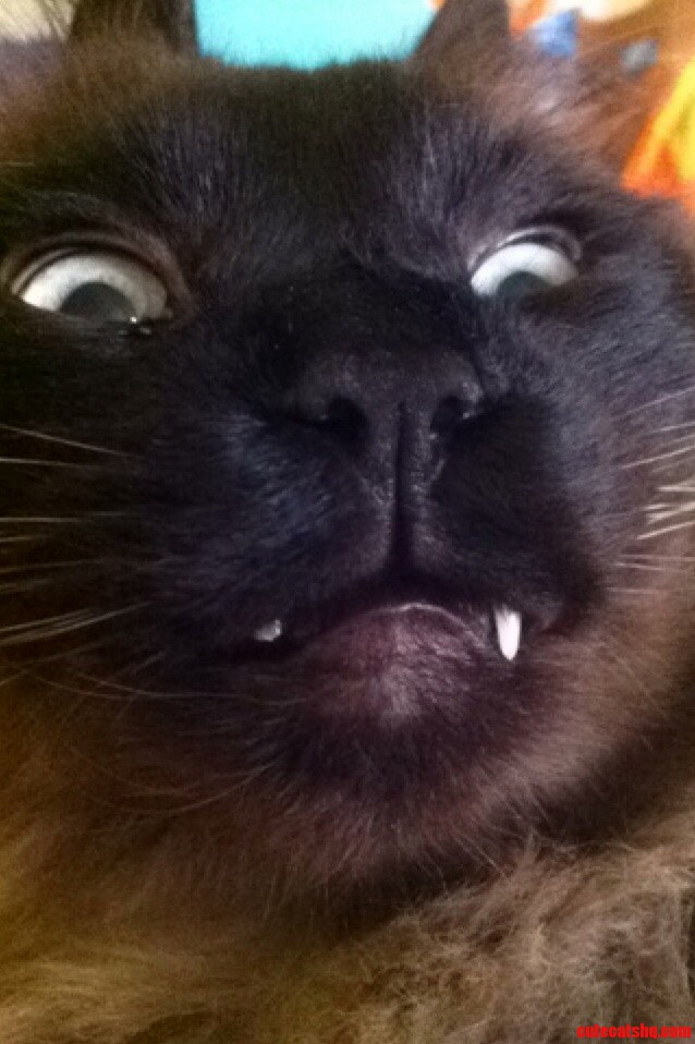 Chewies Face After He Chipped a Tooth Jumping Into the Sink...