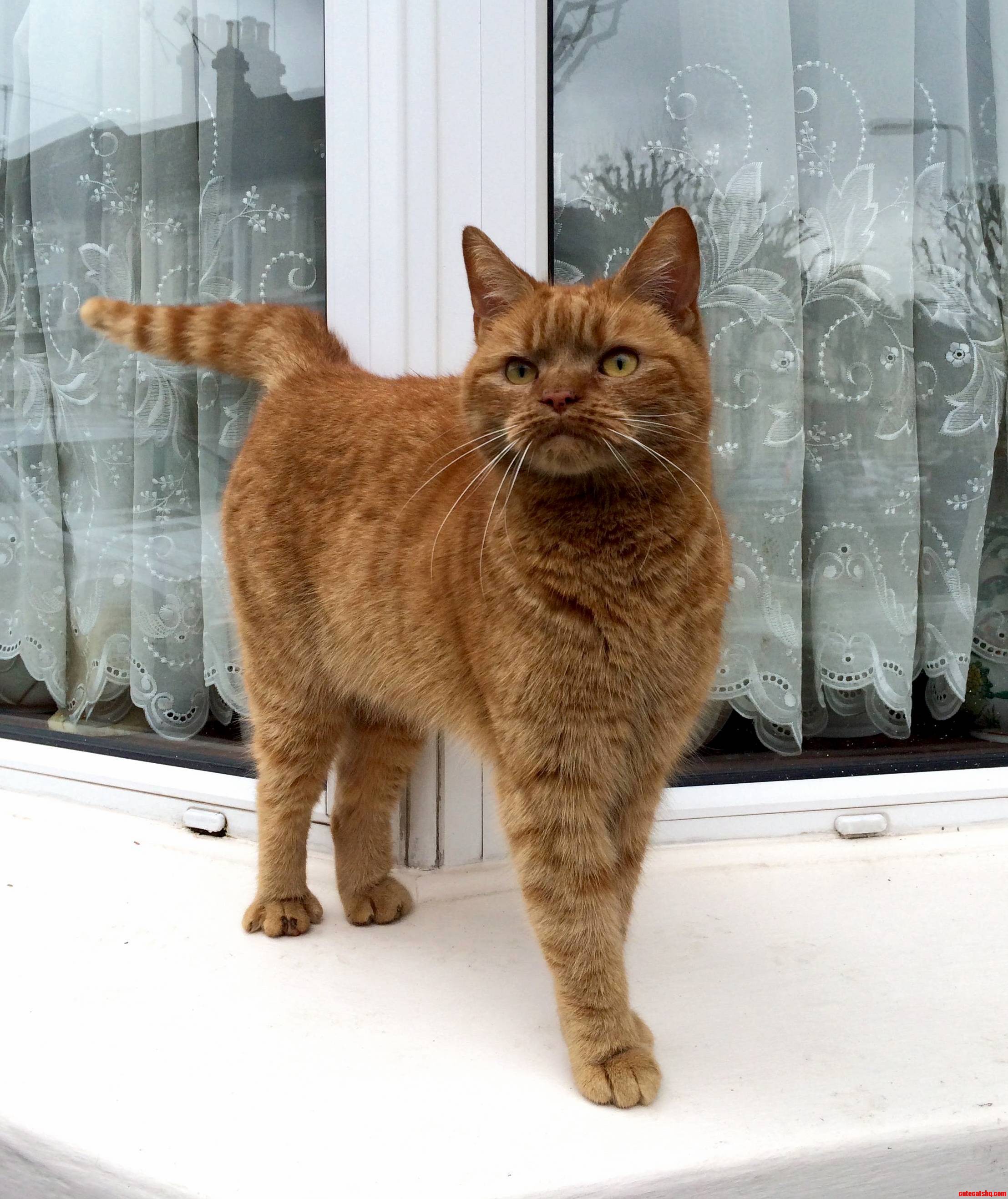 Concerned Cat Is Concerned