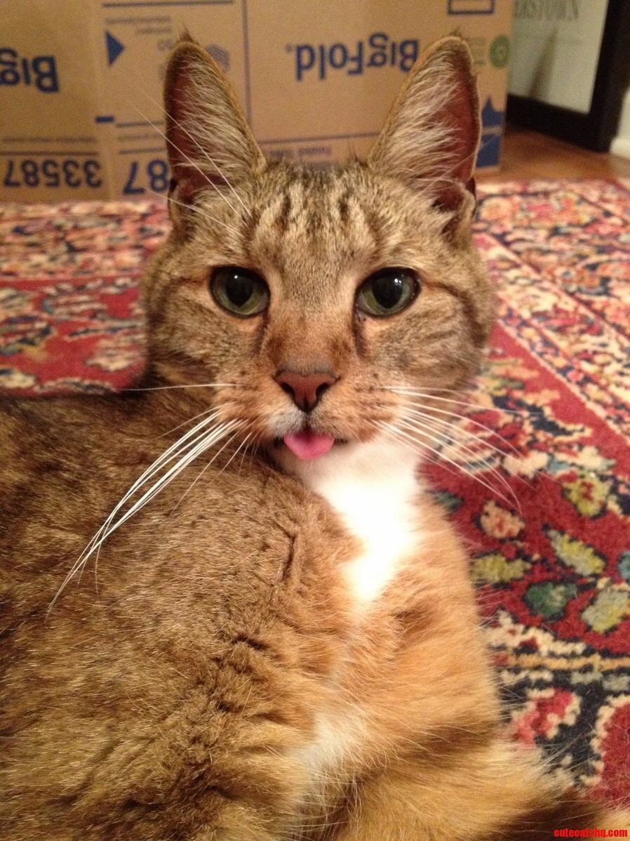 Cooper My Old Cat