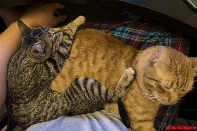 Cuddle Buddies